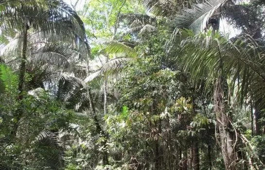 Amazon Lodge Tambopata 