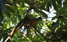 Amazon Lodge Tambopata 