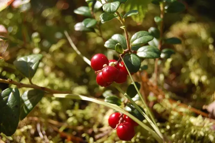 Kuhasensaari Lomakeskus 