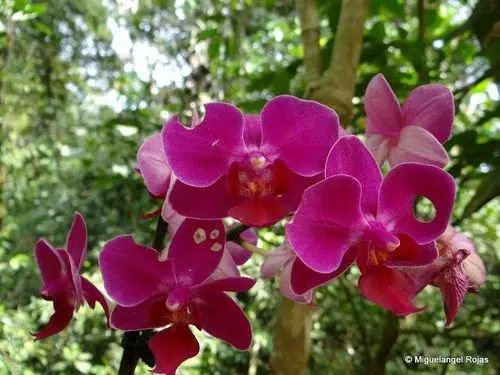 Wagelia Espino Blanco Lodge 