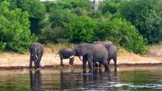 Chobe River Cottages 