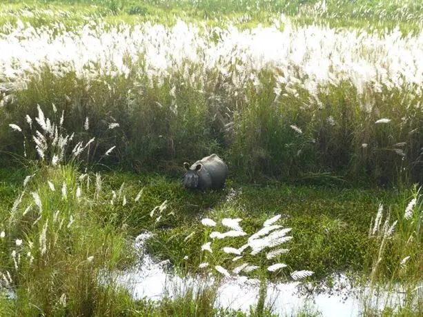 Kasara Resort Chitwan National Park