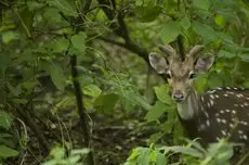 Kasara Resort Chitwan National Park 