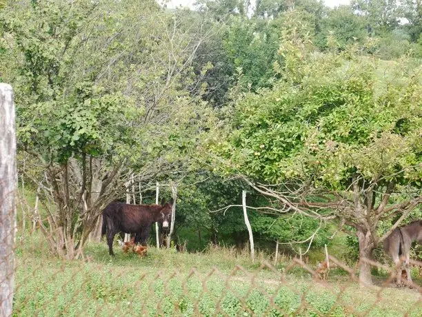 Argoin Txiki Nekazalturismoa