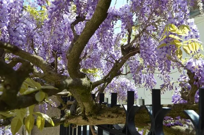 Wisteria Fontainebleau 