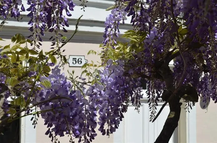 Wisteria Fontainebleau 