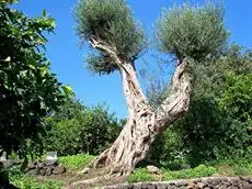 Il Limoneto Acireale 