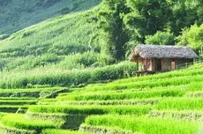 Eco Palms House - Sapa Retreat 