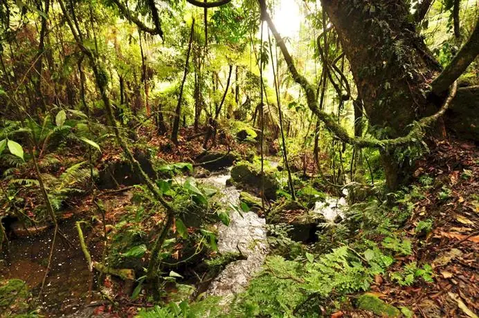 Sanctuary Gorilla Forest Camp 