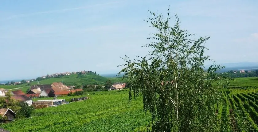 Chambres D'hotes Du Vignoble 