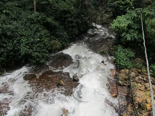 Neelakurunji Plantation Munnar 