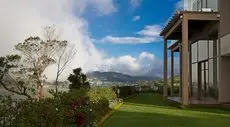 Tea Plant Nuwara Eliya 