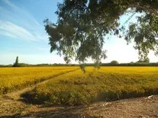 Mas Dels Bonos 