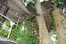 Kumbuk Tree House 