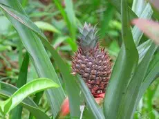 Aloe Vera Ecohouse 