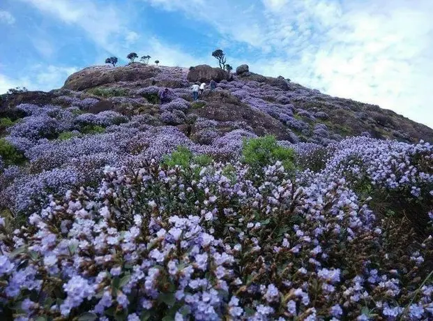 Munnar Blue Mist