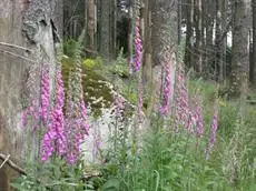 Harz Blick 