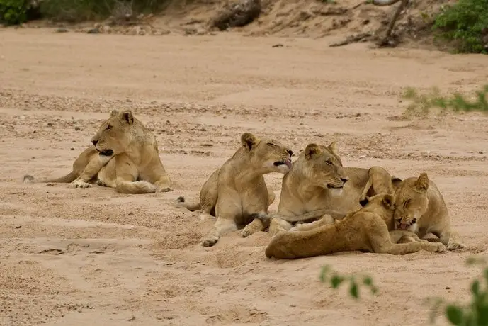 Klaserie Sands River Camp 