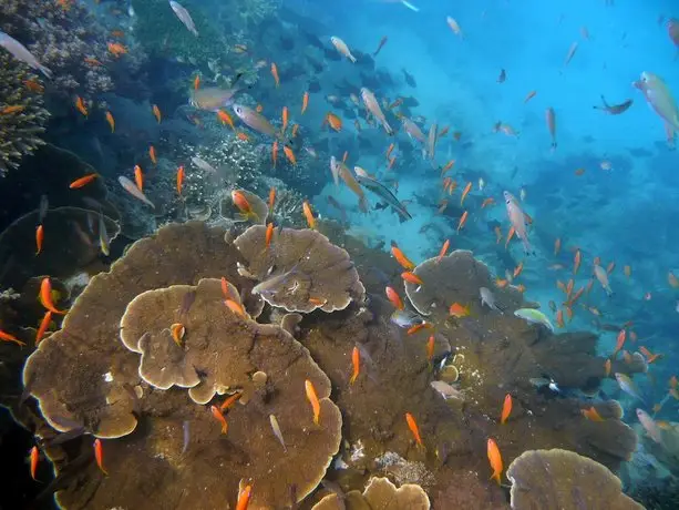 Chumbe Island Coral Park 