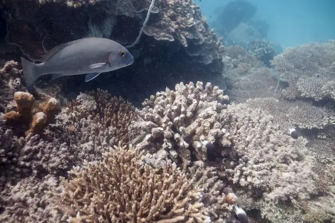 Chumbe Island Coral Park 