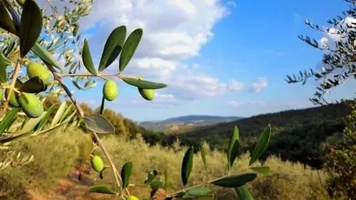 Cottage Tre Querce 