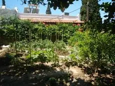 Lemon Tree Andros Island 