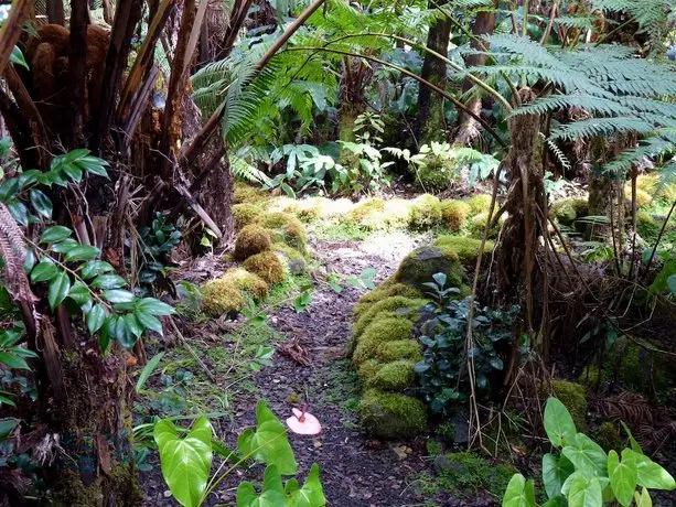 Upcountry Volcano Mountain Cottage 