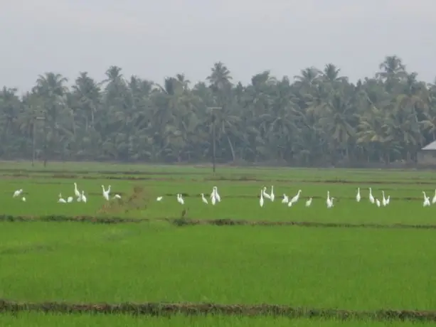 Homestay in Kottayam near St. George Jacobite Syrian Church