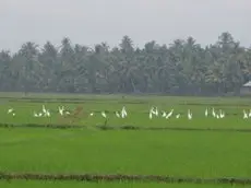 Homestay in Kottayam near St. George Jacobite Syrian Church 