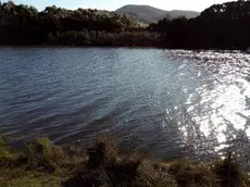 Manuka on Freycinet 