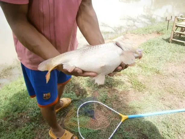 Freddie's Fishing Park 