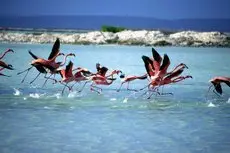 Courtyard by Marriott Bonaire Dive Resort 