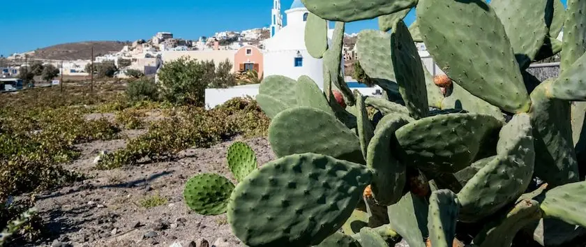 Vineyard Villa Santorini 