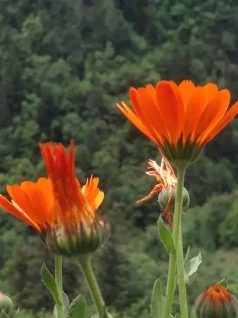 Lobsang Trekker Lodge