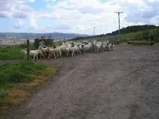 Northlees Farm 