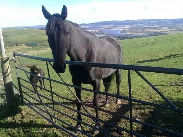 Northlees Farm 