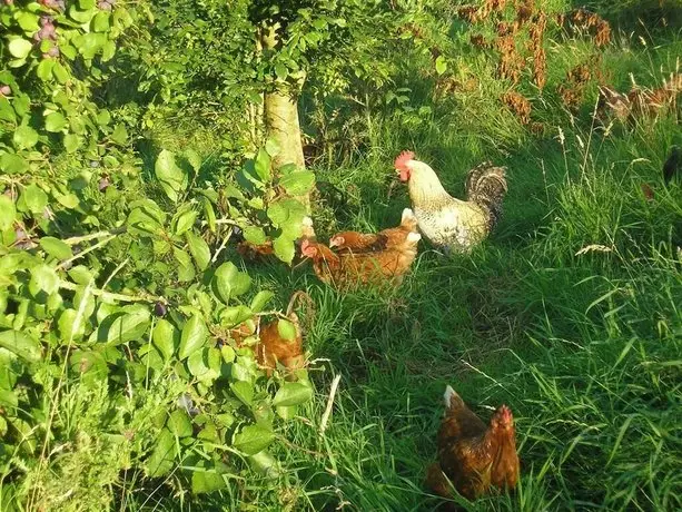 Northlees Farm 