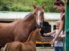 Ranch Black Horse 