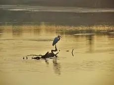 Singing Birds Cabana 