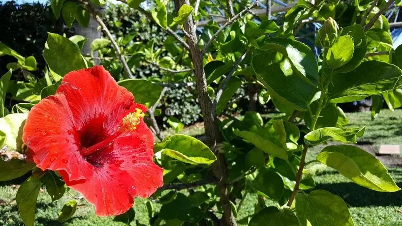 Hibiscus Uno 