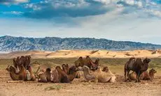 Camel Track Guesthouse 