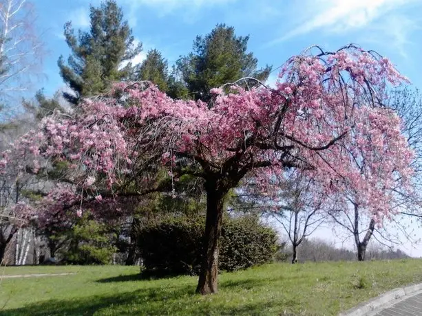 Il Nido Sull'Albero Rosa 