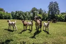 Agriturismo Chioi 