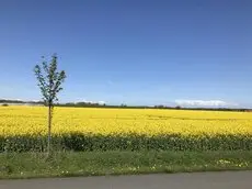 Sonnenblumen Haus 