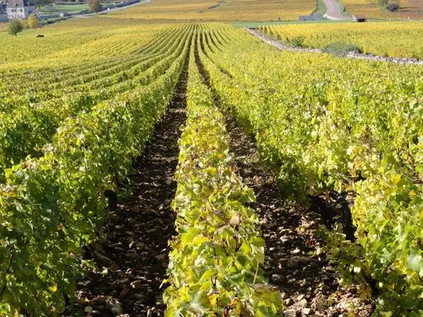 La Petite Maison Meursault 