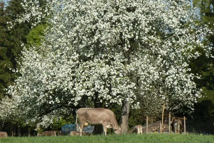 Ferienhof-Fink-Ferienwohnung-Sonnenblume