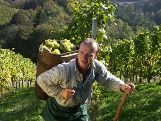 Weingut Gastehaus Otmar Birnstingl 