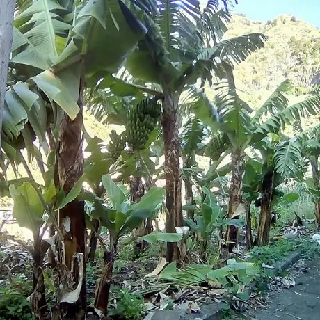 Casa Da Faja Camara de Lobos