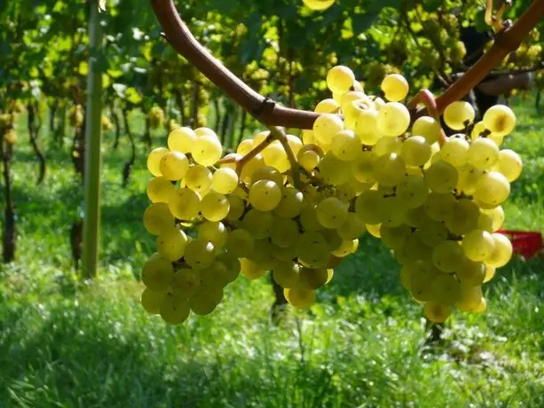 Weingut Hirschmugl - Domaene am Seggauberg 