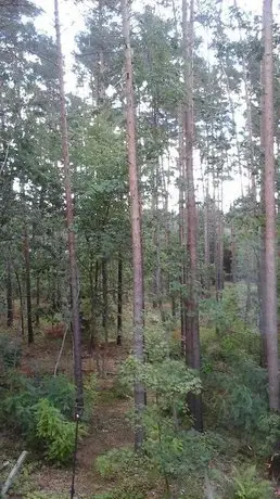 Ugly Duckling Forest/Lake Tranquility 